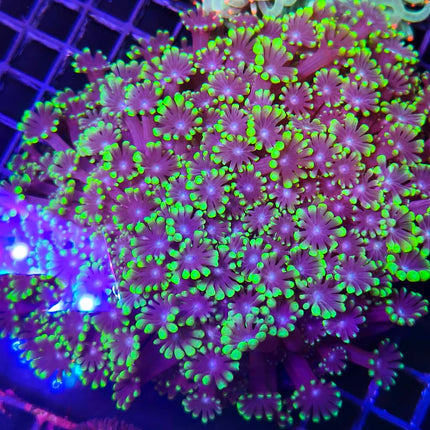 Alveopora XL – Coral LPS de Fácil Mantenimiento para Acuario Marino