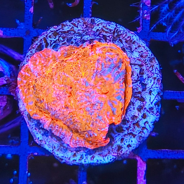 Esqueje LPS Surtido – Coral LPS Colorido y Resistente para Acuario Marino