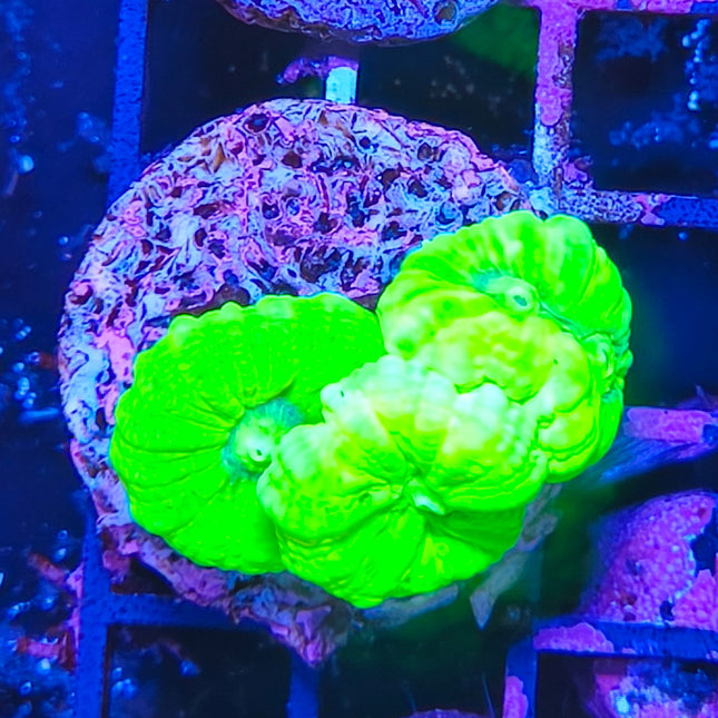 Caulastraea Hulk frag XS | Coral LPS de intenso color verde
