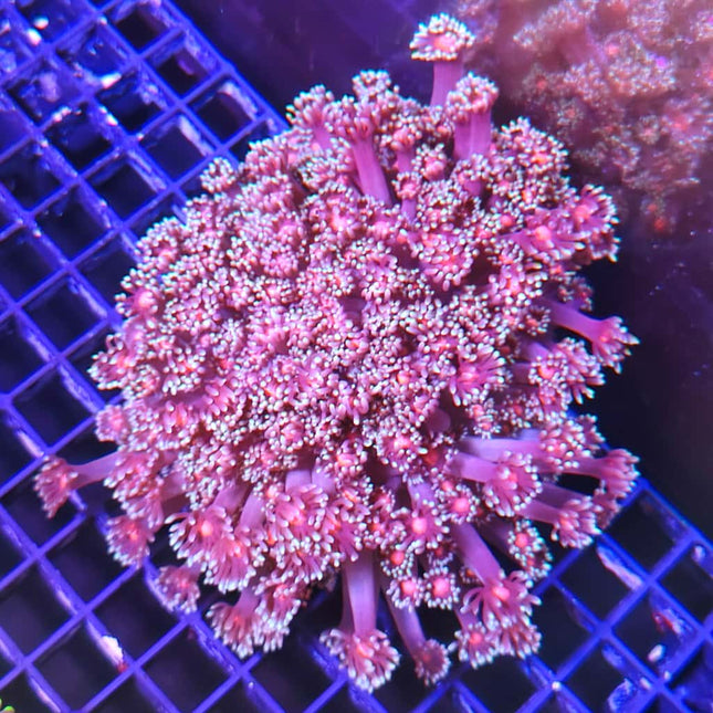 Goniopora – Coral de Pólipo Largo para Acuario Marino de Arrecife