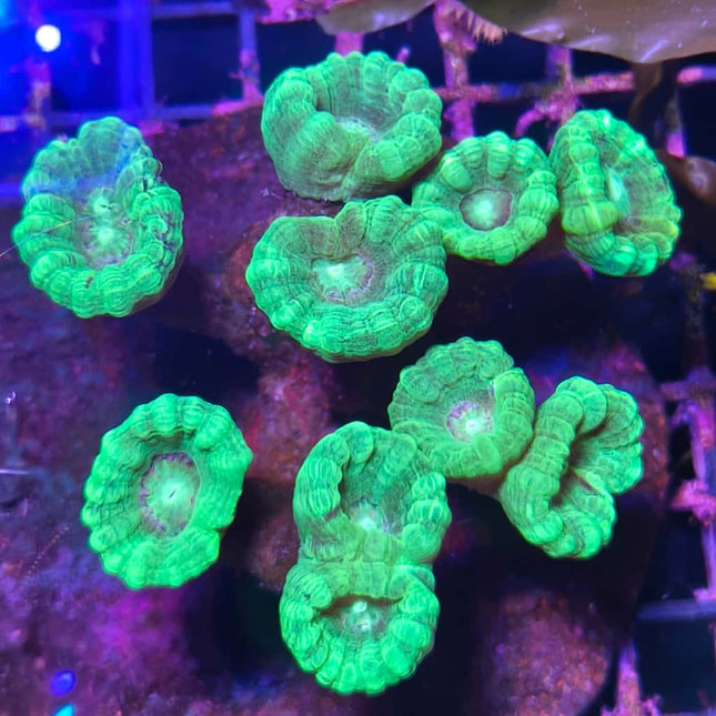 Caulastrea Hulk XL – Coral luminoso Acuario Marino de Arrecife
