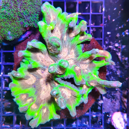 Pectinia – Coral LPS exótico con formas únicas para acuarios marinos