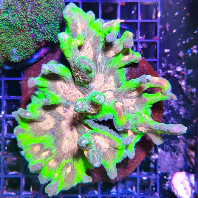 Pectinia – Coral LPS exótico con formas únicas para acuarios marinos