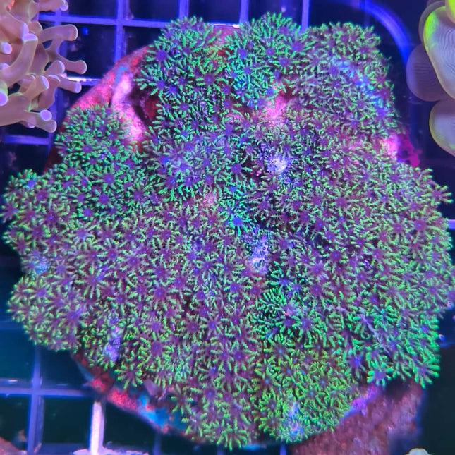 Symphodium – Coral blando colorido y resistente para acuarios marinos