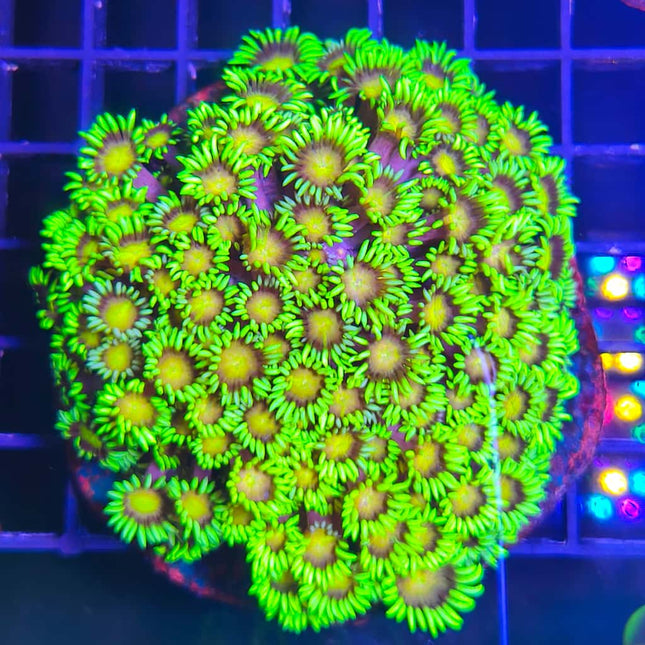 Goniopora Verde – Coral de Pólipo Largo para Acuario Marino de Arrecife