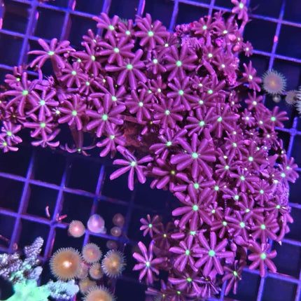 Cervera – Coral blando llamativo para acuarios marinos