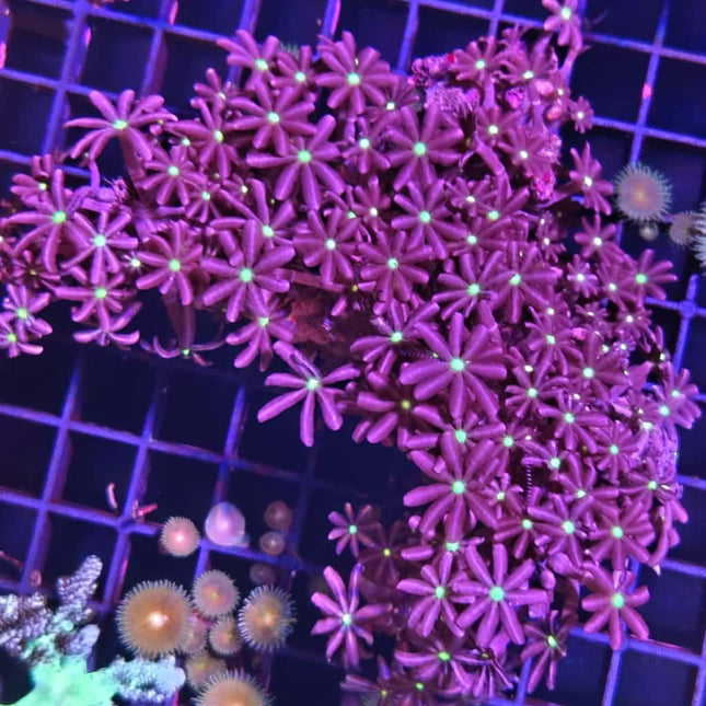 Cervera – Coral blando llamativo para acuarios marinos