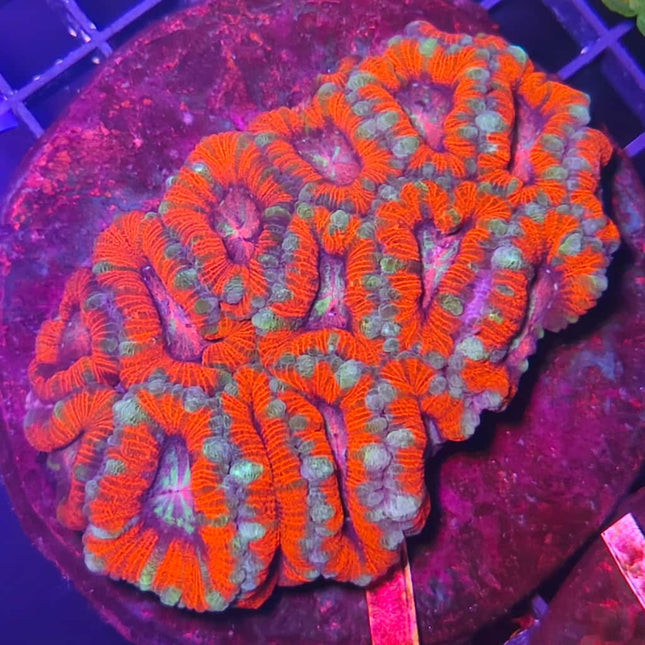 Acanthastrea Red XL – Coral LPS de colores intensos para acuarios marinos