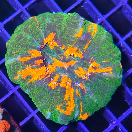 Scolymia – Coral LPS solitario de gran colorido para acuarios marinos