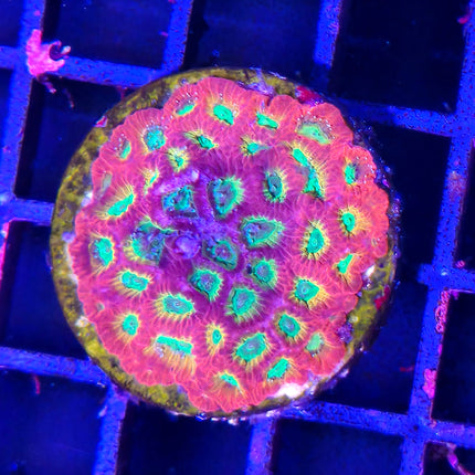 Favia – Coral LPS Colorido y Resistente para Acuario Marino