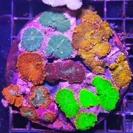 Jardín de Discosoma cardinalis – Coral Hongo de Color Rojo para Acuario Marino