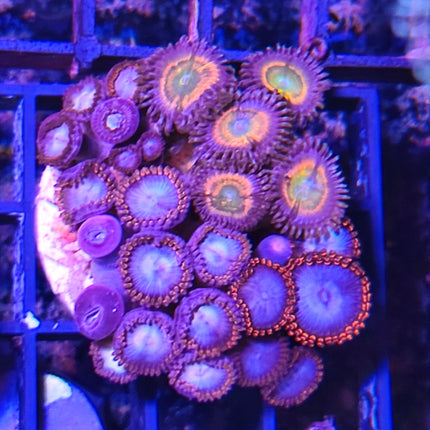 Zoanthus Frag II – Explosión de Color para tu Acuario Marino