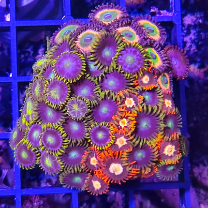 Zoanthus Frag III – Explosión de Color para tu Acuario Marino