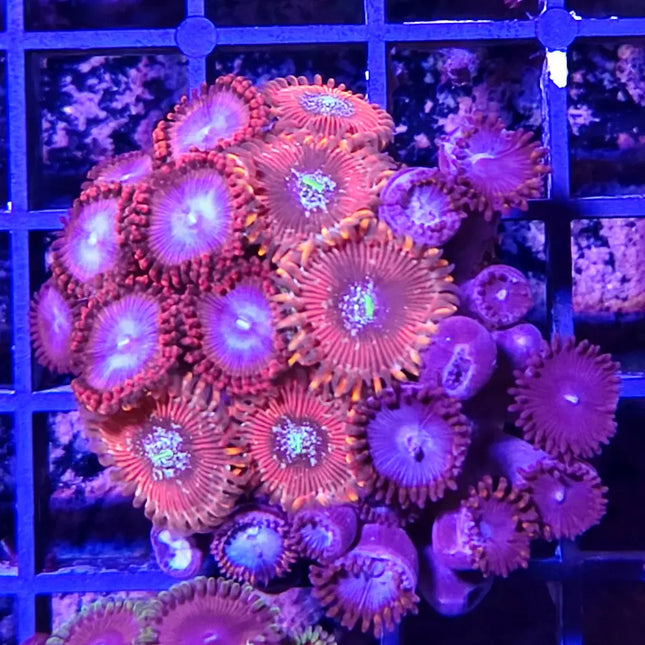 Zoanthus Frag Mini Jardín – Explosión de Color para tu Acuario Marino