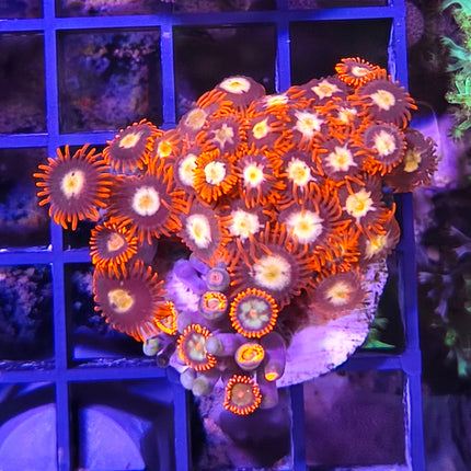 Zoanthus Frag VII– Explosión de Color para tu Acuario Marino