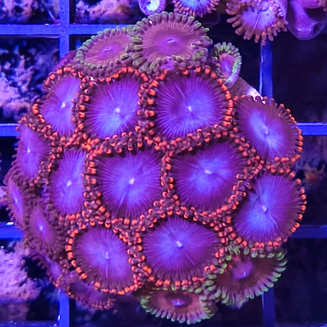 Zoanthus Frag VIII – Explosión de Color para tu Acuario Marino
