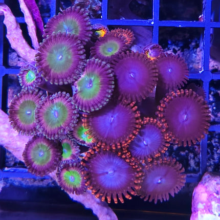 Zoanthus Frag IX – Explosión de Color para tu Acuario Marino