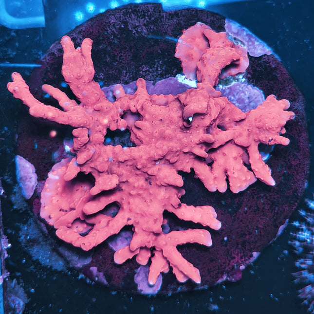 Montipora L – Coral SPS colorido y resistente para acuarios de arrecife