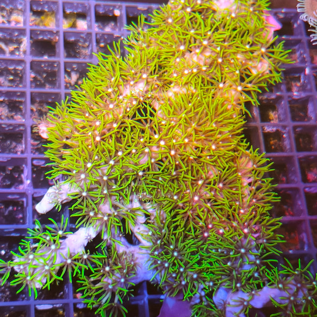 Briareum – Coral Blando Resistente para Acuarios Marinos de Arrecife