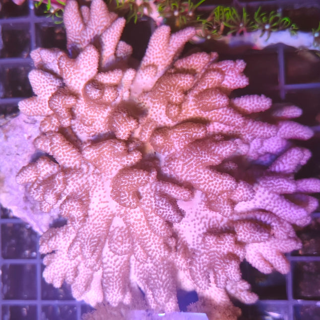 Cladiella – Coral Blandos Fácil Cuidado para Acuarios Marinos