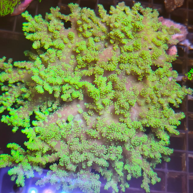 Sinularia polydactyla – Coral Blando Ramificado para Acuario Marino