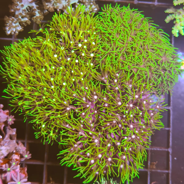 Pachyclavularia violacea XL – Coral Tapizante Verde de Fácil Mantenimiento