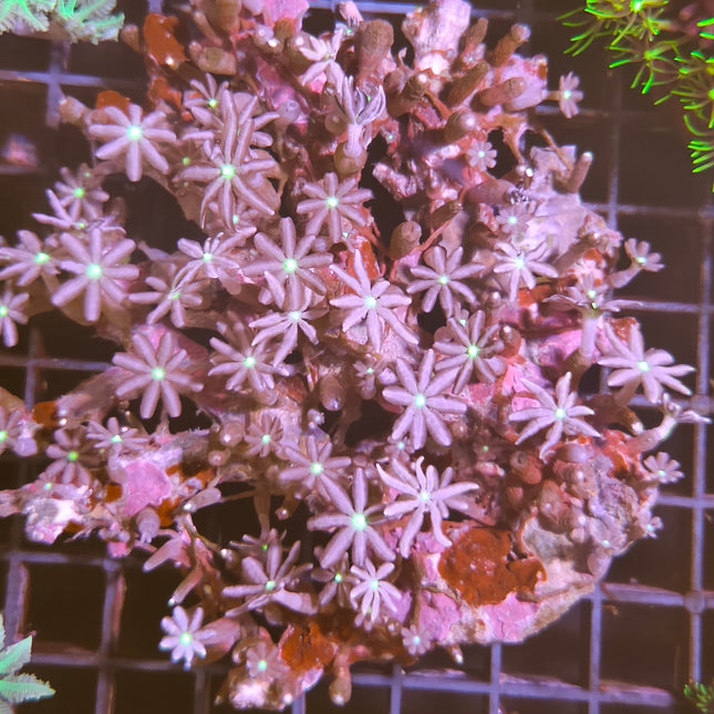 Cervera – Coral blando llamativo para acuarios marinos