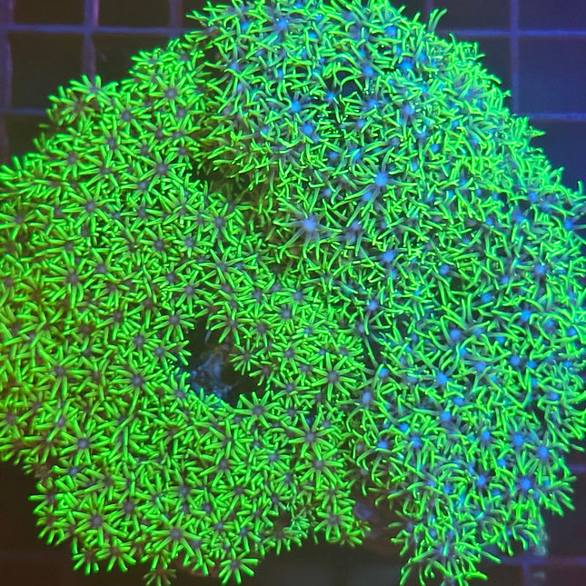 Pachyclavularia violacea XL – Coral Tapizante Verde de Fácil Mantenimiento