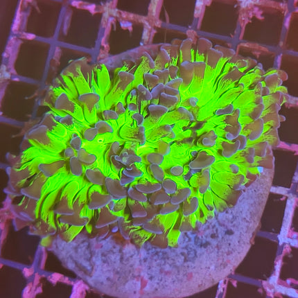 Euphyllia paraancora Verde Puntas Moradas