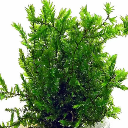 Musgo Fontinalis antipyretica (Willow) adherido a roca en acuario plantado de agua dulce

