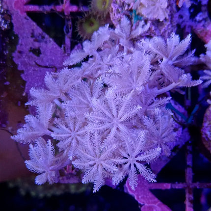 Coral blando Xenia pulsante con pólipos en movimiento en acuario marino.