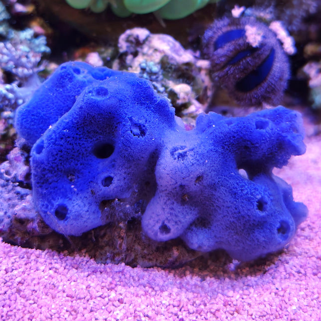 Xestospongia azul esponja marina ornamental para acuario reef