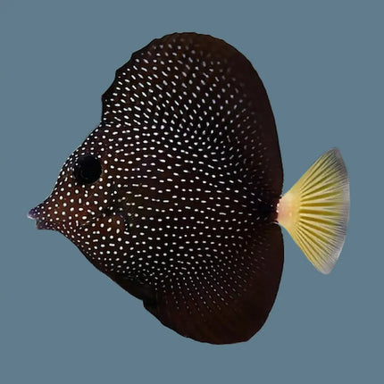 Pez Zebrasoma gemmatum con cuerpo oscuro cubierto de puntos blancos y aleta caudal amarilla.