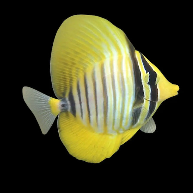 El Zebrasoma desjardini presenta un cuerpo ovalado con patrón jaspeado de rayas y puntos blancos sobre fondo amarillo oscuro, aletas amplias y una distintiva cola con franjas claras.