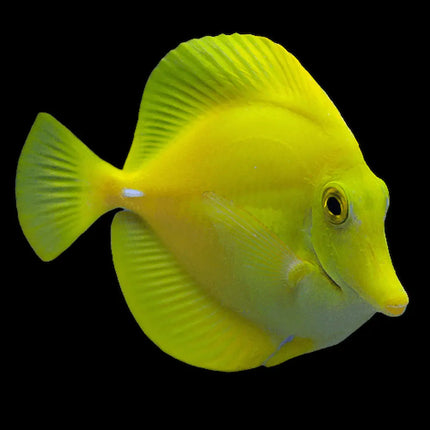El Zebrasoma flavescens tiene un cuerpo comprimido y completamente amarillo, con aletas amplias y una silueta en forma de disco que resalta por su color uniforme y brillante.
