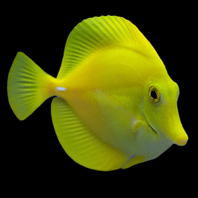 El Zebrasoma flavescens tiene un cuerpo comprimido y completamente amarillo, con aletas amplias y una silueta en forma de disco que resalta por su color uniforme y brillante.