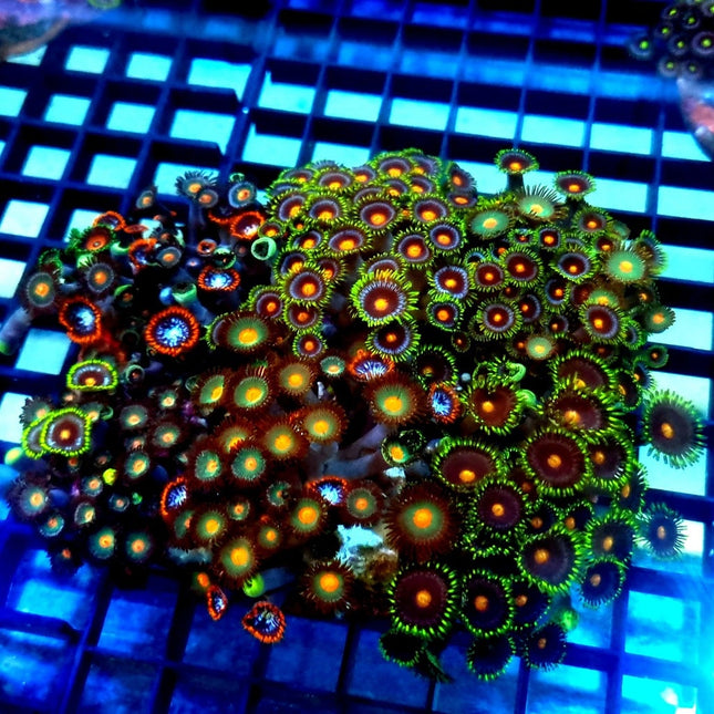Zoanthus Garden XL