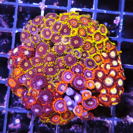 zoanthus multicolores