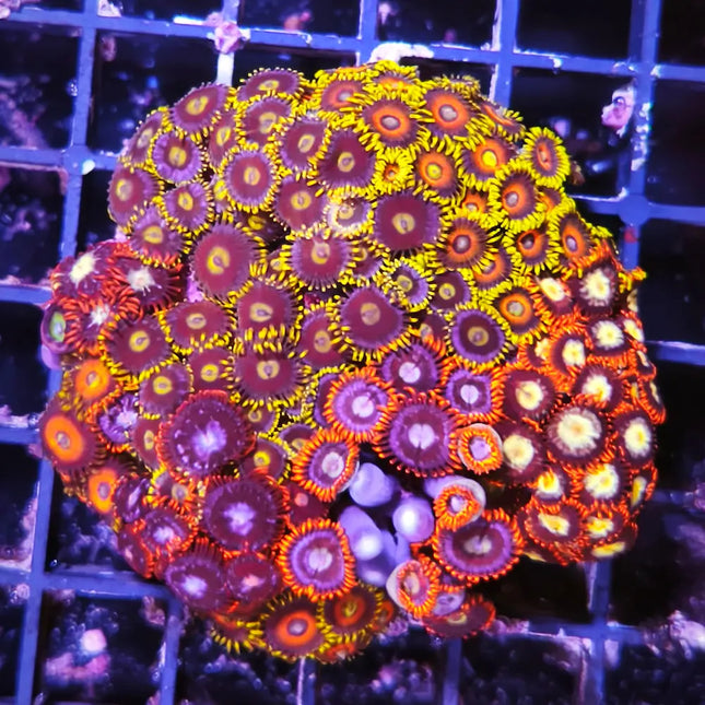 zoanthus multicolores