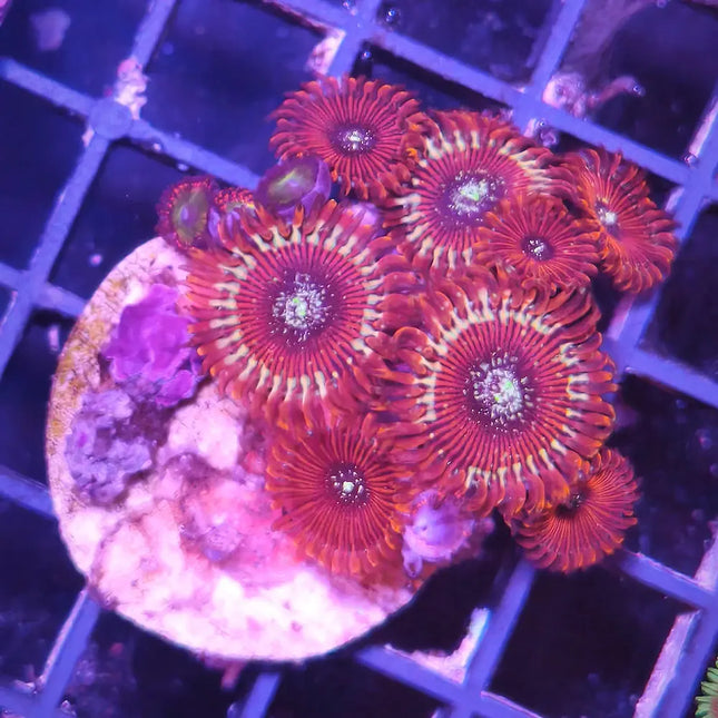 zoanthus rojo corona dentada