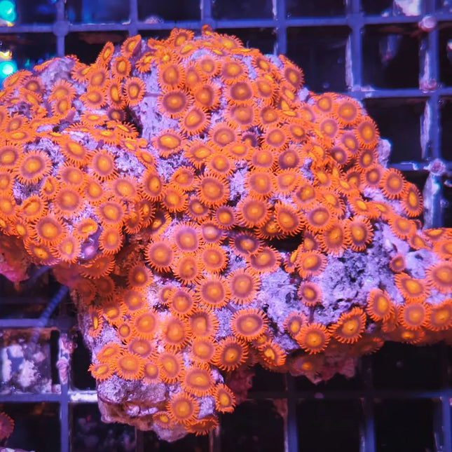 Zoanthus XL rojo