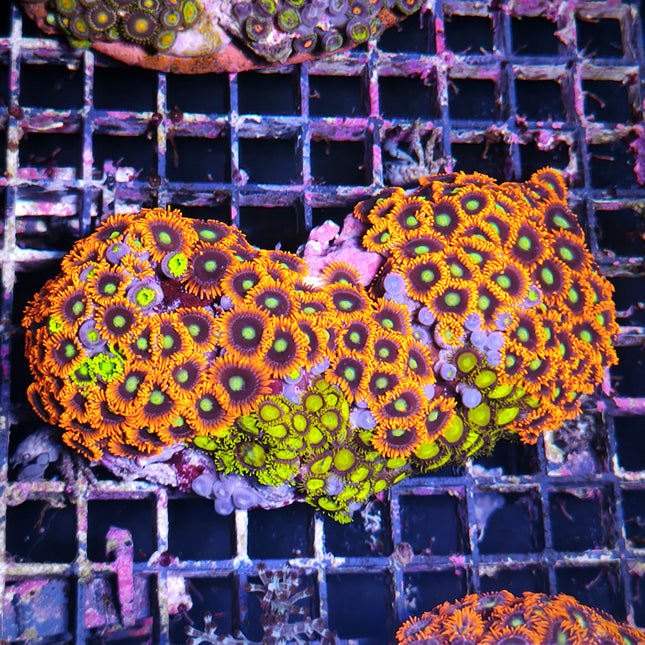 Zoanthus Garden Flúor – Coral de Fácil Mantenimiento para Acuarios Marinos de Arrecife