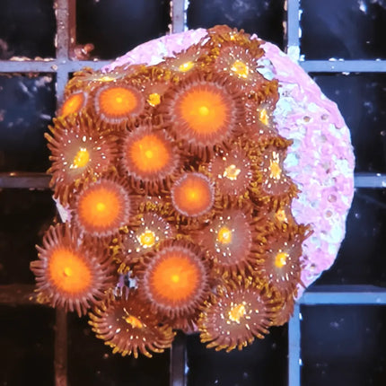Zoanthus rojo y amarillo