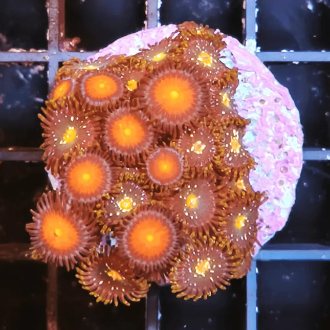 Zoanthus rojo y amarillo