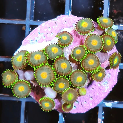 zoanthus verde colorido
