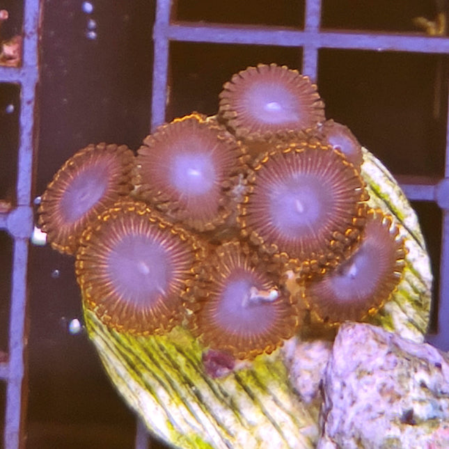 Zoanthus Frag VIII – Explosión de Color para tu Acuario Marino