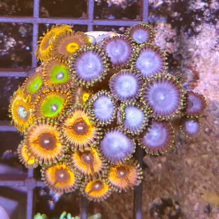 Zoanthus III – Explosión de Color para tu Acuario Marino