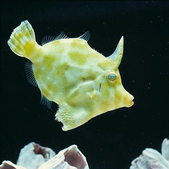 Acreichthys tomentosus camuflado sobre roca viva en acuario marino, con cuerpo alargado y tonos verdosos