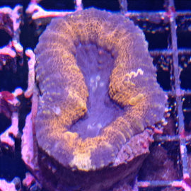 Lobophyllia sp. Variante II