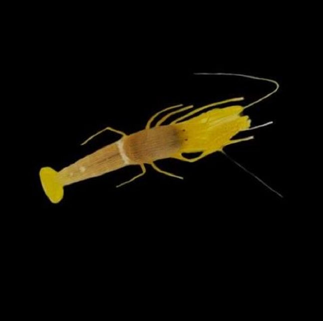 Camarón Pistola Amarillo o Alpheus ochrostriatus